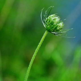 诱人野花山间开