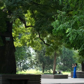 小雁塔  古槐今韵