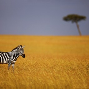 Photographer Serhat Demiroglu