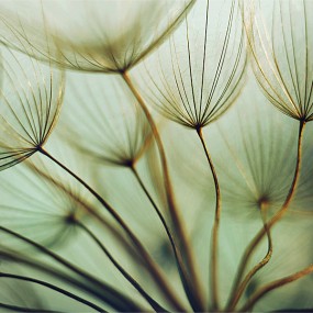 森林里的植物世界（3）