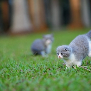 踏青2-猫咪-航海王基德