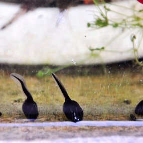 可爱的小蝌蚪是青蛙的童年