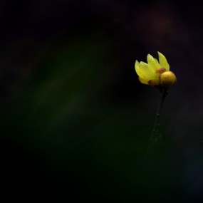 梅花香自苦寒来