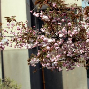 0408早晨阳光下鲜花盛开的小区