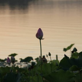 第一次拍荷花——寿司大叔