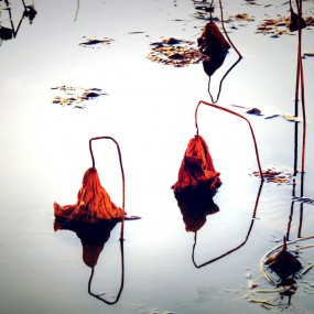 留着残荷听声音