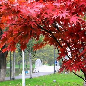 此处秋正妍，红叶为你绽秋韵