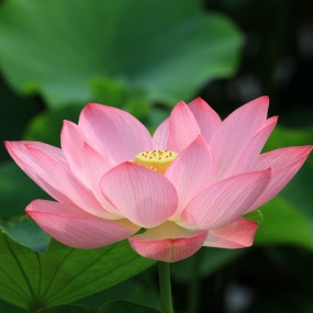 映日荷花别样红