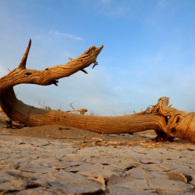 人●骆驼●水●沙漠●胡杨