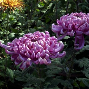 新手上传几张菊花