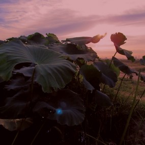 夕阳下荷溏