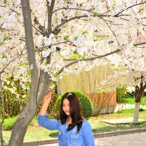 美丽思源（四）  观樱花， 赏美女