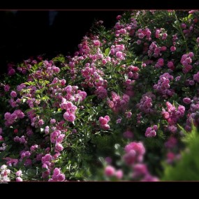 蔷薇香醉纤刺骨