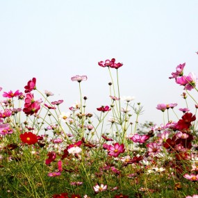 大明宫的格桑花