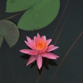 莲湖公园的拍荷花