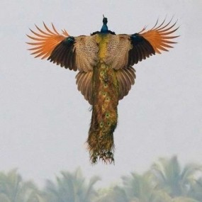 见过孔雀飞吗？进来看看！