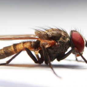 抓只苍蝇恶心下大家~~