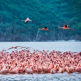 肯尼亚各种动物们