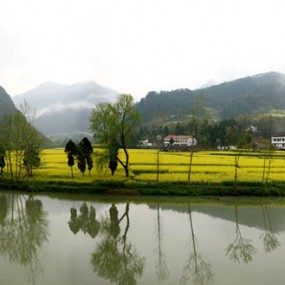 汉中油菜花