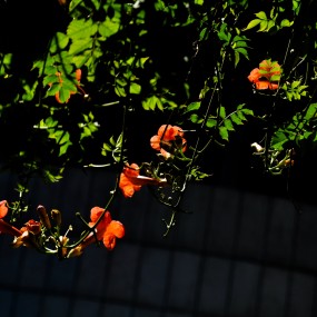 【凌霄·花几枝】