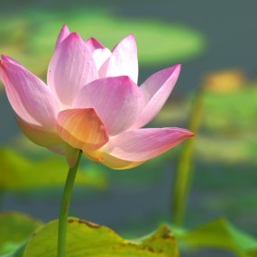 今年夏天南湖 荷花