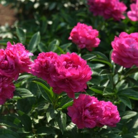 芍药花开赛牡丹