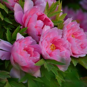 洛阳牡丹回味悠长