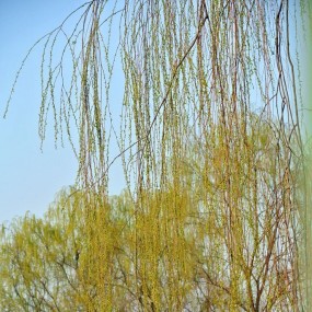 不知细叶谁裁出   二月春风似剪刀