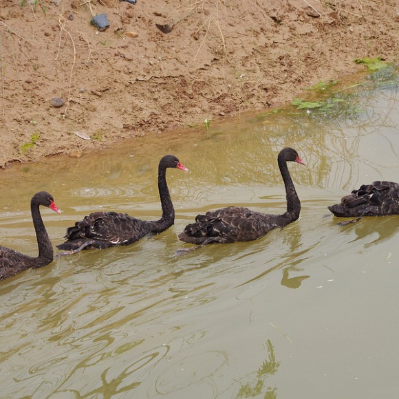 携4只黑天鹅贺浐灞湿地公园开园