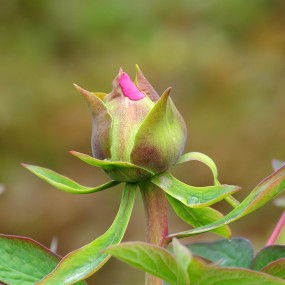 天放娇娆岂自知