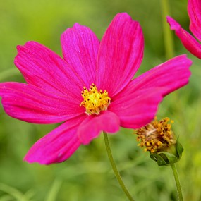 咸阳机场旁边拍一组花卉。万像更新2012,4,8