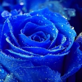 娇艳的蓝玫瑰