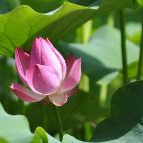 早上8点拍荷花 挤啊