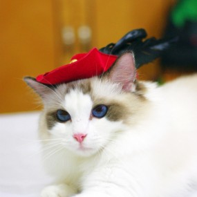 喵星人四_航海王基德