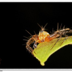 光影猫蛛--航海王基德