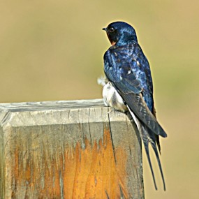 长枪短炮（习作）