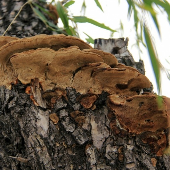 蒲城紫荆公园杂拍一组