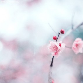 那些安静的美丽