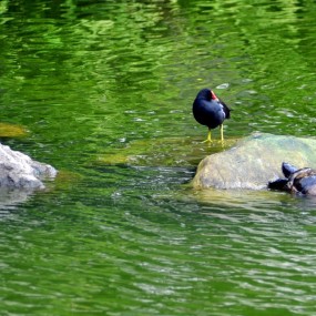 【乌龟与黑水鸡】
