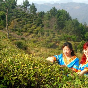 茶园人像