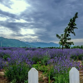 曲江薰衣草庄园