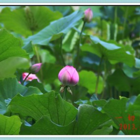 荷花---莲湖公园随拍