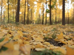 满城尽带黄金甲，浪漫银杏引蝶来