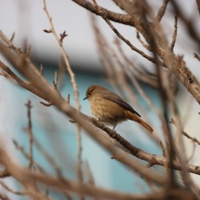 蹲拍小山雀，大概叫这名吧。