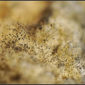 用40微拍的，大家猜猜是什么