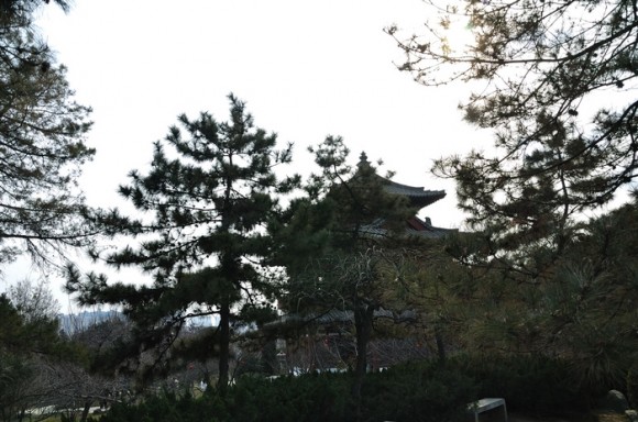 《冬日一点绿》