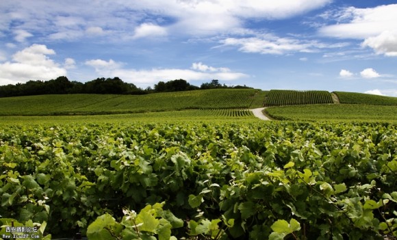 兰斯葡萄园