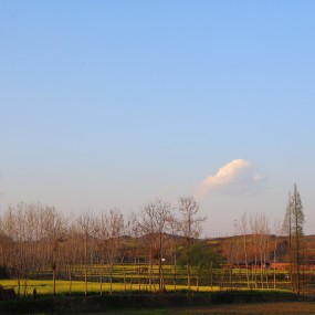满城尽带黄金甲  汉中最美油菜花