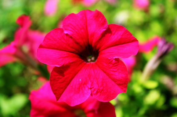 莲湖公园.“小革命”小萝卜头