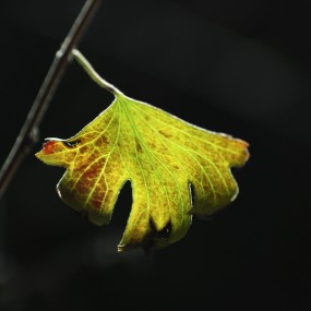 秋日的色彩符号